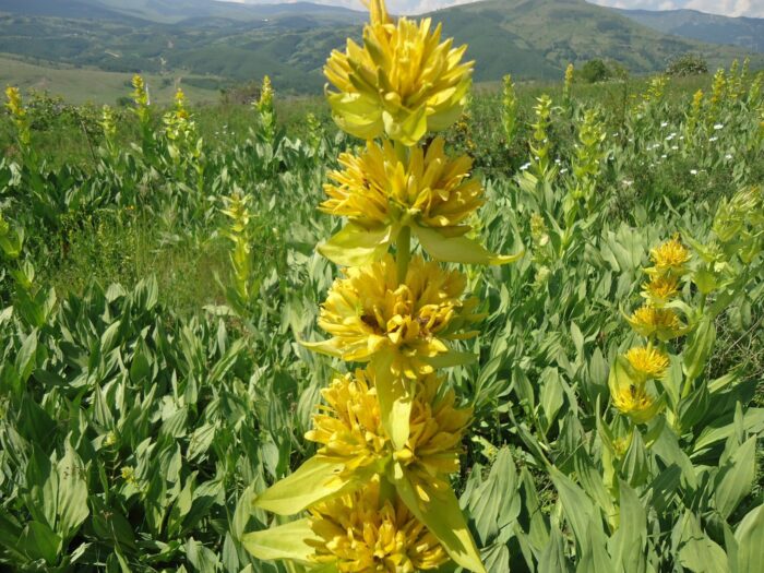 Sanza (Gentiana Lutea) dhe vetitë e saj